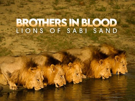 Prime Video: Brothers in Blood: Lions of Sabi Sand - Season 1