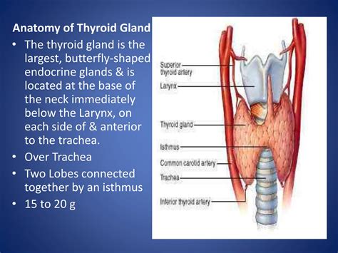 Thyroid gland pharmacology b.pharm 5th sem.pptx
