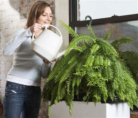 How Often To Water Outdoor Fern | Storables