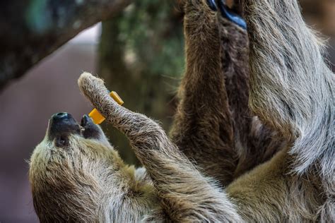 Image result for Sloth Guide Vesteria