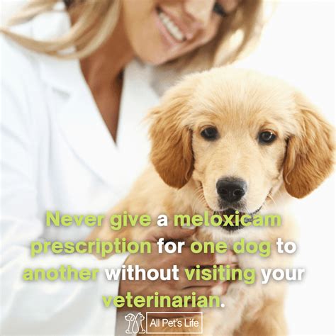 Meloxicam for Dogs Guide: How it Works [Dosage & Side Effects] - All ...