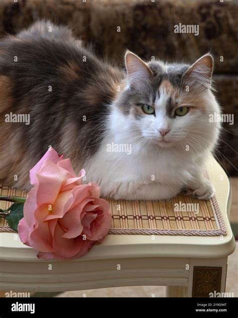 Cat with rose hi-res stock photography and images - Alamy