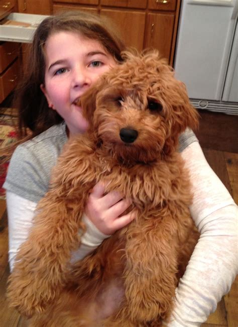 Mini Goldendoodle Full Grown Red
