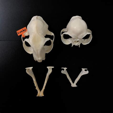 Brachycephalic Persian Cat Skull Replica - OddArticulations, LLC