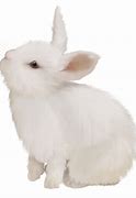 Image result for Cute White Bunny Right Side View