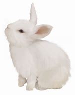 Image result for Cute Bunny PNG