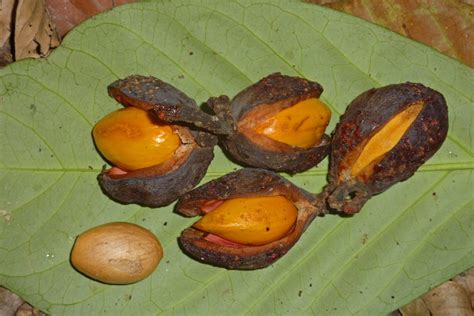 Rodents: Greedy Eaters Or Forest Helpers | Nature inFocus