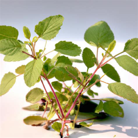 Aztec Agriculture: Innovations and Practices of Ancient Mesoamerica