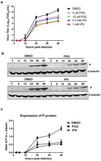 Inhibition of Rabies Virus by 1,2,3,4,6-Penta-O-galloyl-β-d-Glucose ...
