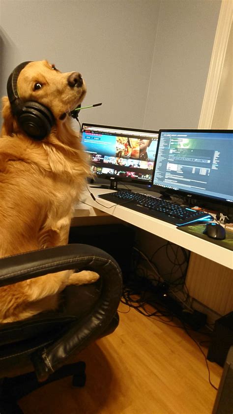 Dog On Computer Meme