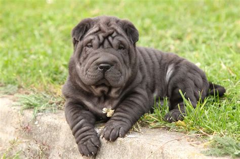 How Much Does a Shar-Pei Cost? (2026 Price Guide)