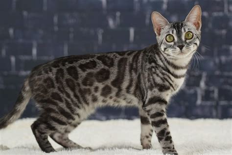 Black Bengal Cats | Charcoal & Melanistic | MN Breeder