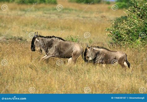 Blue Wildebeest, Connochaetes Taurinus, Masai Mara Park En Kenia Imagen ...
