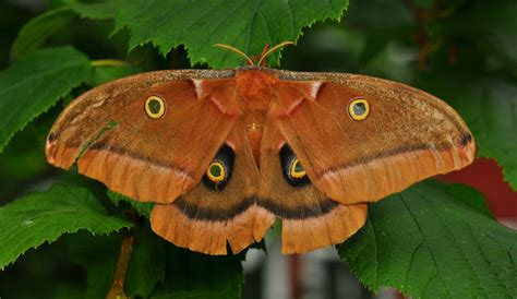 Polyphemus Moth (Antheraea polyphemus) - Info, Facts, Pictures