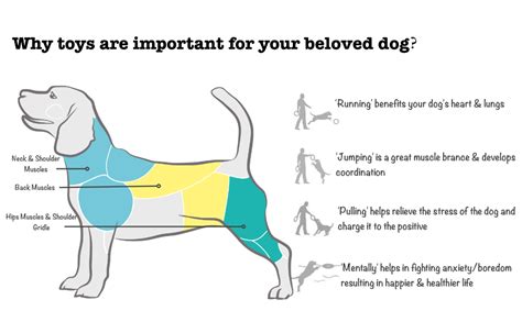 Buy The Dogs Company Natural Rubber Dog Bone Chew Toy, Puppy Teething ...