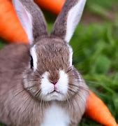 Image result for Cute Bunny Eating