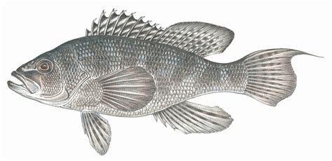 White Bass Fish