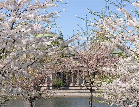 Chicago Cherry Blossoms: Where to See Them in the City - Fruit Faves