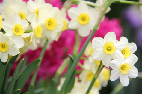 What Is A Daffodil Jonquil at Fernando Ward blog
