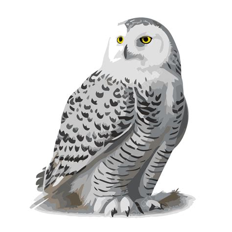 Snowy Owl Clip Art