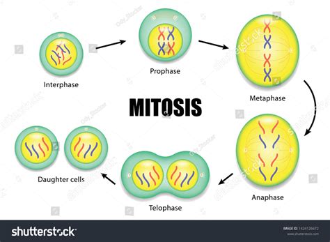 Diagram Mitosis Process Cell Division Vector Stok Vektör (Telifsiz) 1424126672