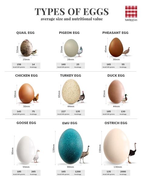 Different Types of Eggs: A Handy Chart