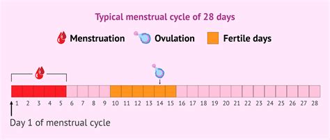 after menarch how many days will the next period come