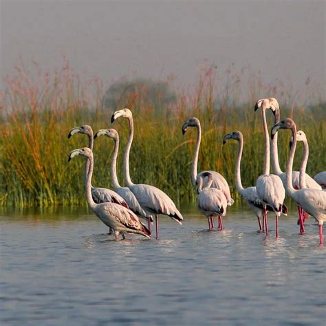 Nal Sarovar Bird Sanctuary – A Paradise for Bird Lovers! - Goya Hills
