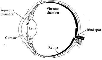 NCERT Exemplars: Neural Control and Coordination - Biology Class 11 ...