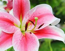 fiore flowers free images nature blossom petal summer pollen fiore flowers free images nature blossom petal summer pollen