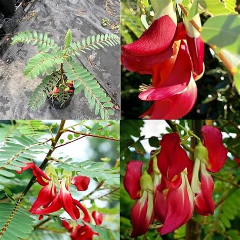 Sesbania grandiflora live Hummingbird plant, Sesbania grandiflora ...