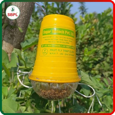 Fruit Fly Trap