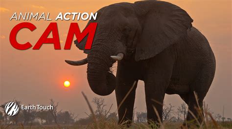 Image result for Elephant GoPro