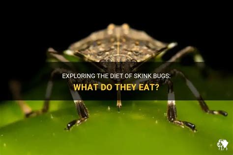 Exploring The Diet Of Skink Bugs: What Do They Eat? | PetShun
