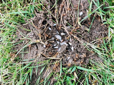 How to Get Rid of Ants in the Lawn | Types Discussed - Moorlands Lawn Care