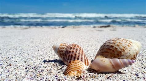 Image result for Perly Shells