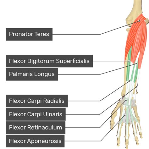Flexor Digitorum Muscle The Flexor Digitorum Longus Muscle Had The