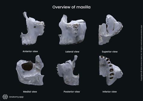 Overview And Histology Of Maxillary Bone A Rendered 3d Download