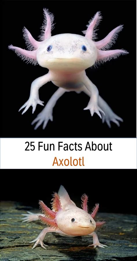 Discover Fascinating Facts About Axolotls