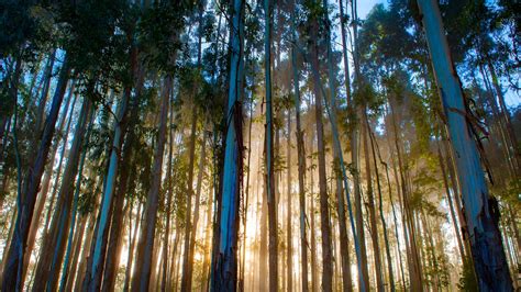Bing image: Eucalyptus forest, Urubici, Santa Catarina, Brazil - Bing Wallpaper Gallery
