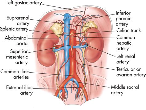 Vascular System - Clinical Tree