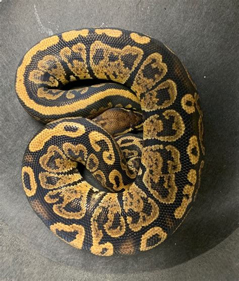 Image result for Marvel Ball Python