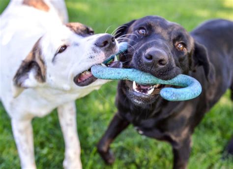 Distemper in Dogs: Symptoms, Causes and Treatment | PetMD