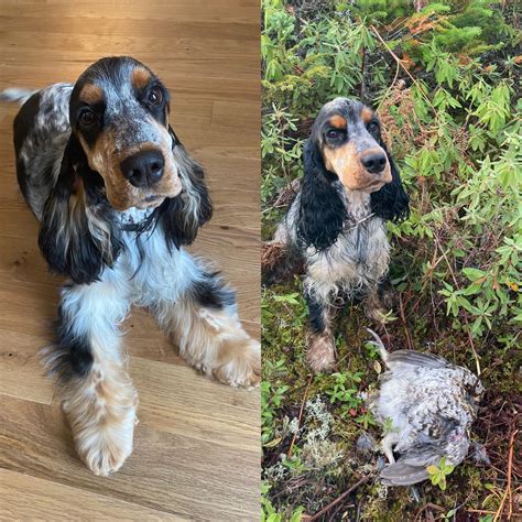 Blue Roan And Tan English Cocker Spaniel