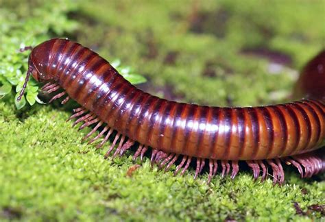 Are Millipedes Poisonous to Dogs? Understanding the Risks - DogCareLife