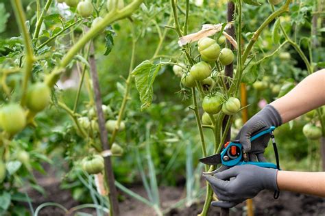How to Prune Tomatoes: Guide for Bigger, Healthier Crops | Plantlyze