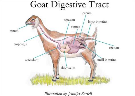 Image result for Goat Digestive System