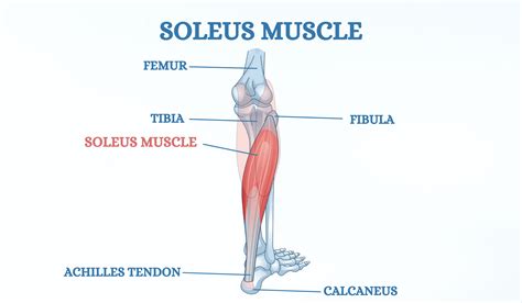 Soleus Strain Treatment and Acupuncture | ACA Acupuncture and Wellness