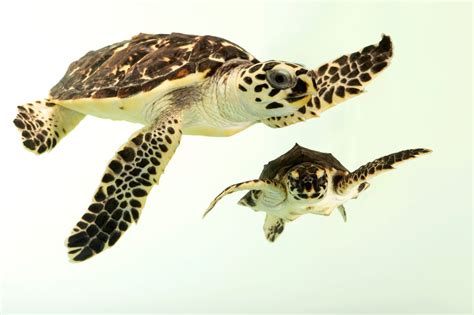 Hawksbill Sea Turtles (Eretmochelys imbricata bissa) - Joel Sartore