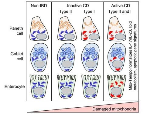 Targeting Mitochondrial Damage as a Therapeutic for Ileal Crohn’s Disease